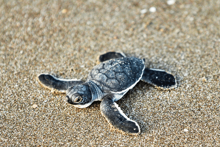 Baby Turtle Hatchling on beach