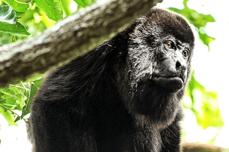 Howler Monkey in Jungle trees